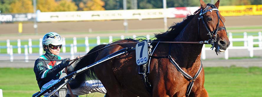 swedish racing trotting